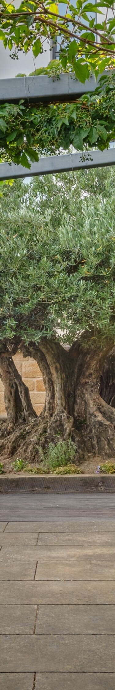 Outdoor yoga mats with olive tree view