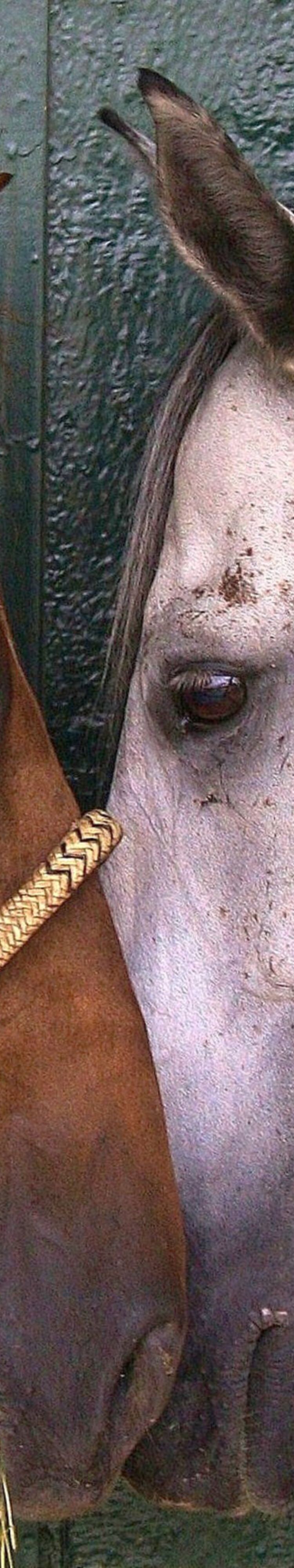 Saratoga Racetrack - Horses