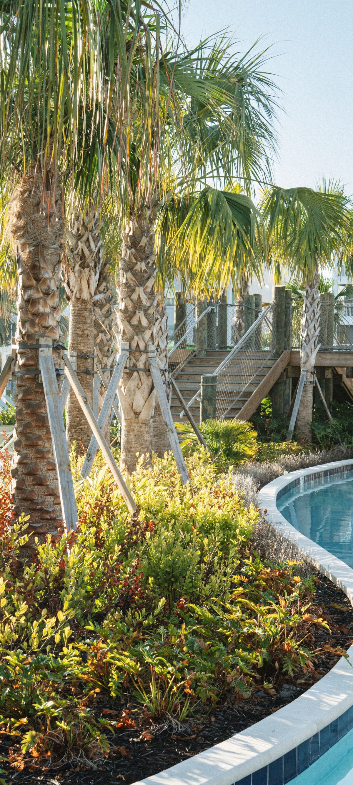 Winding pool surrounded by palm trees