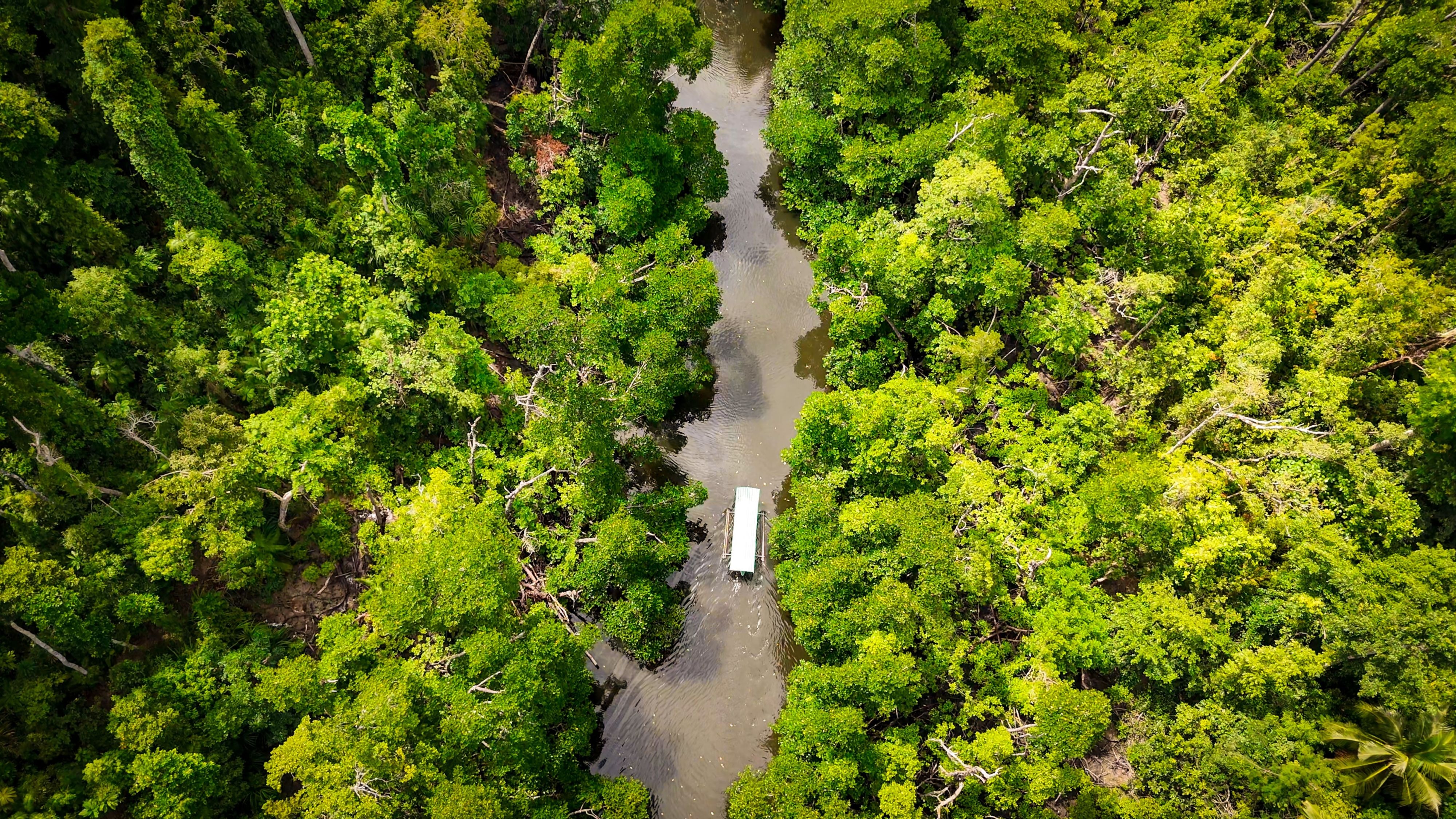 Mangrove Paddle Boat Tour