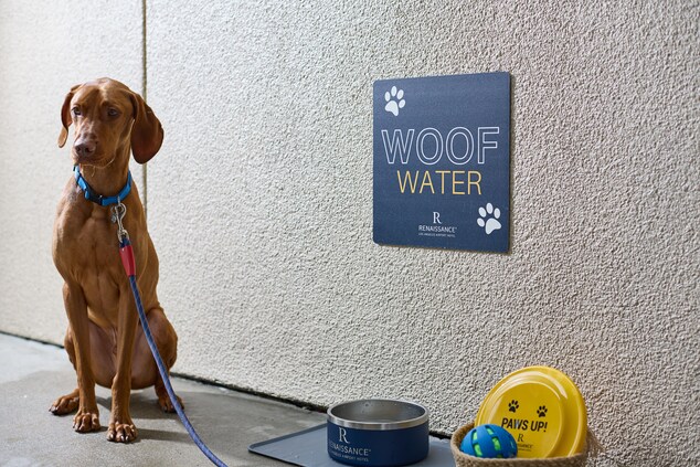 Dog with water bowl