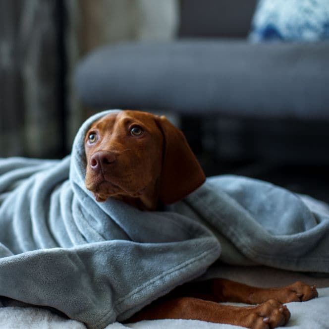Dog in blanket