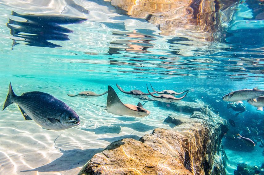 Feed Stingrays at Discovery Cove