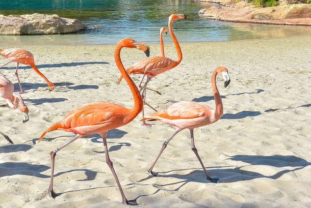 Flamingos at Discovery Cove