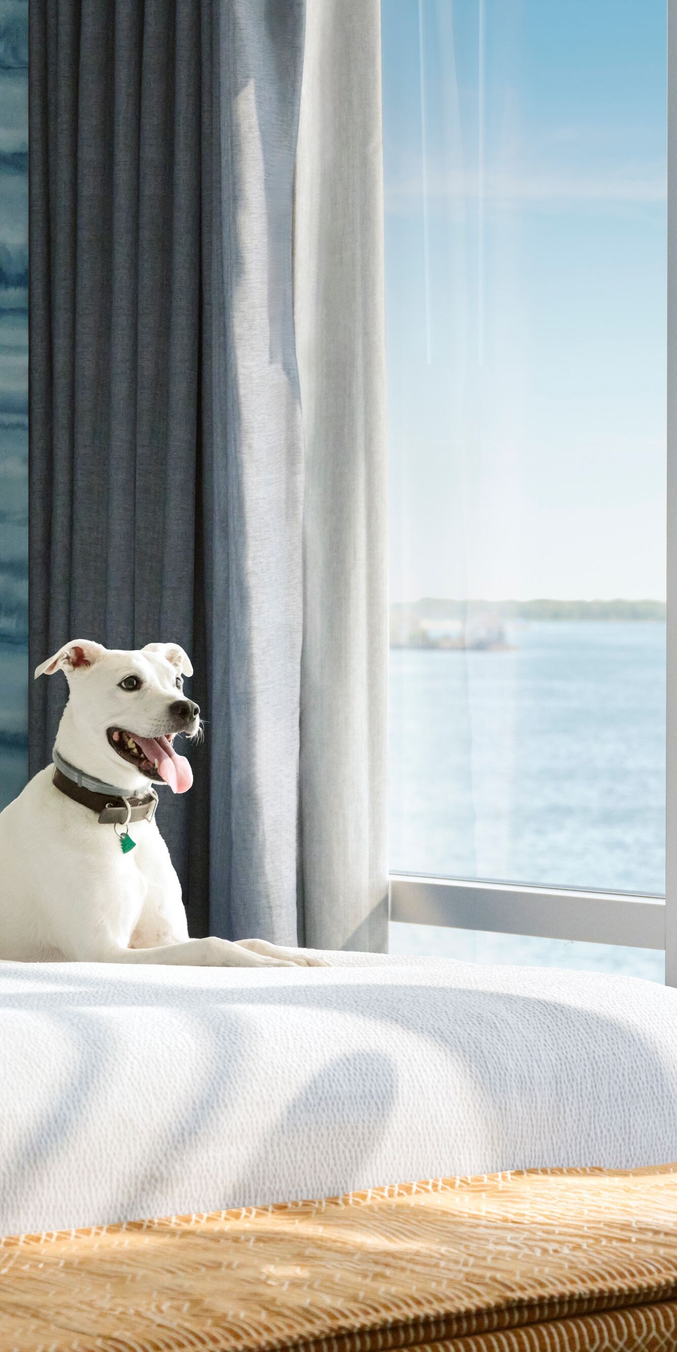 Dog on hotel bed with bay view