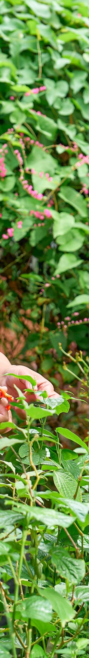 Chef harvesting organic herbs in lush garden