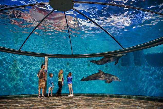 Aquarium with dolphins