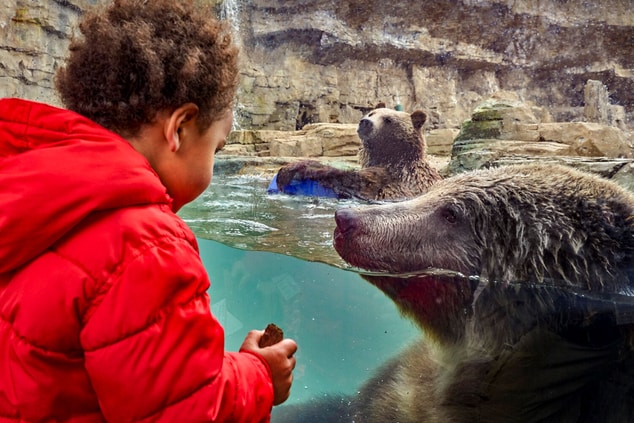 young boy watching bear enclosure