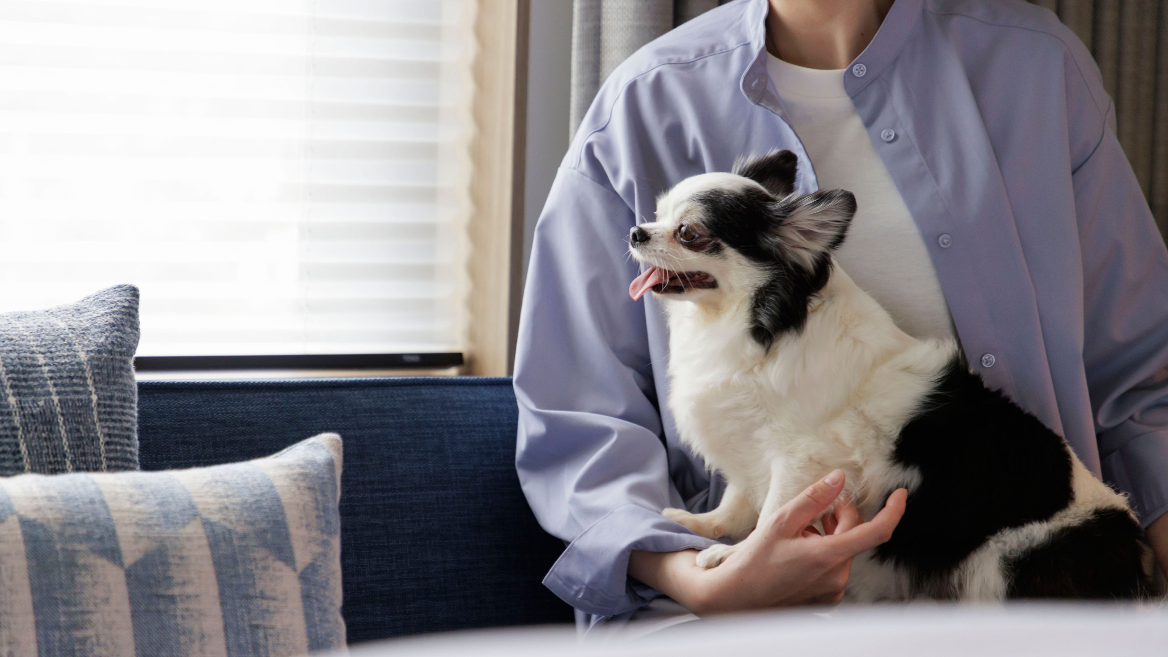 DOG FRIENDLY ROOM OFFER