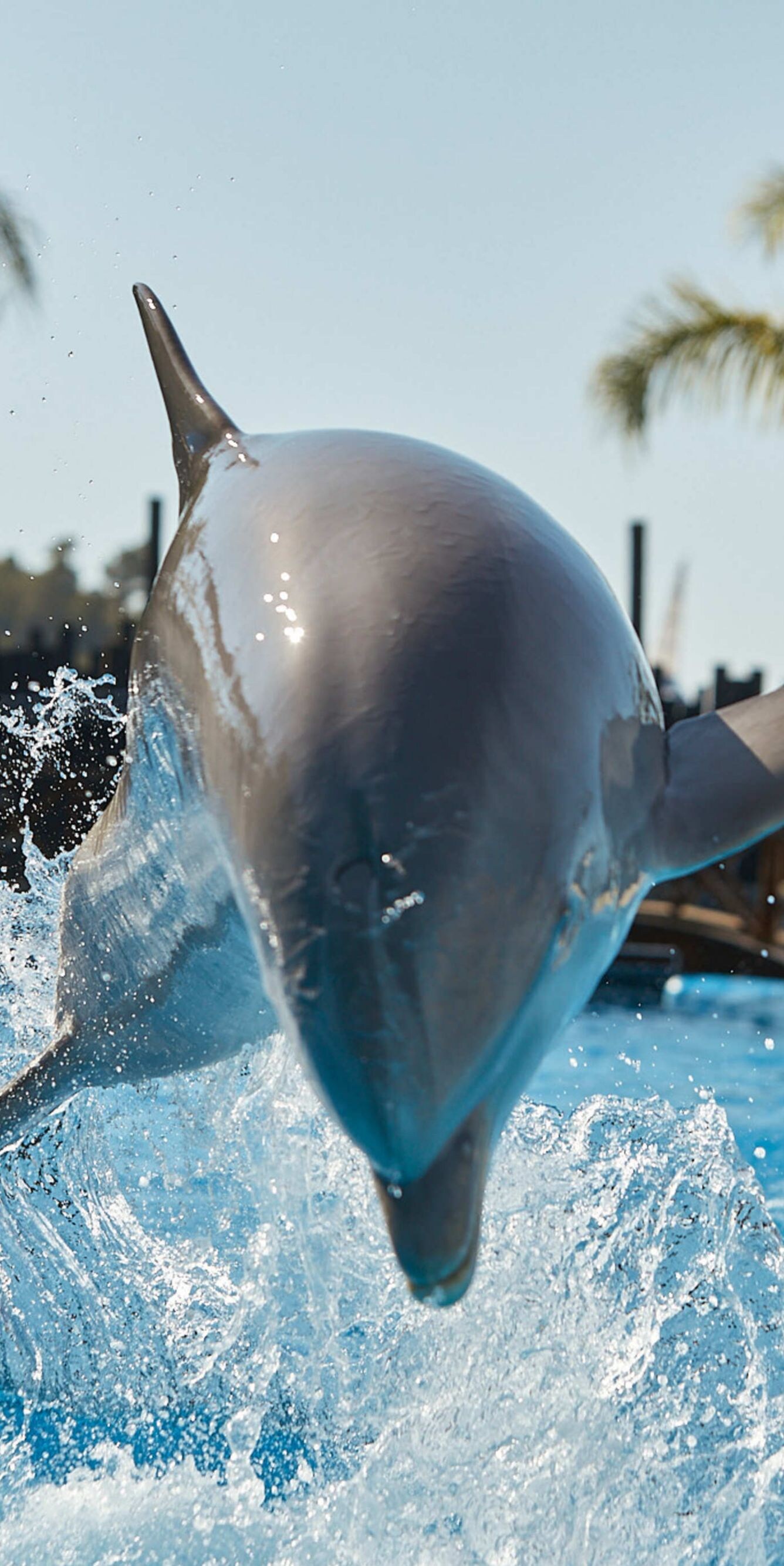 Dolphin jumping from pool with splash 