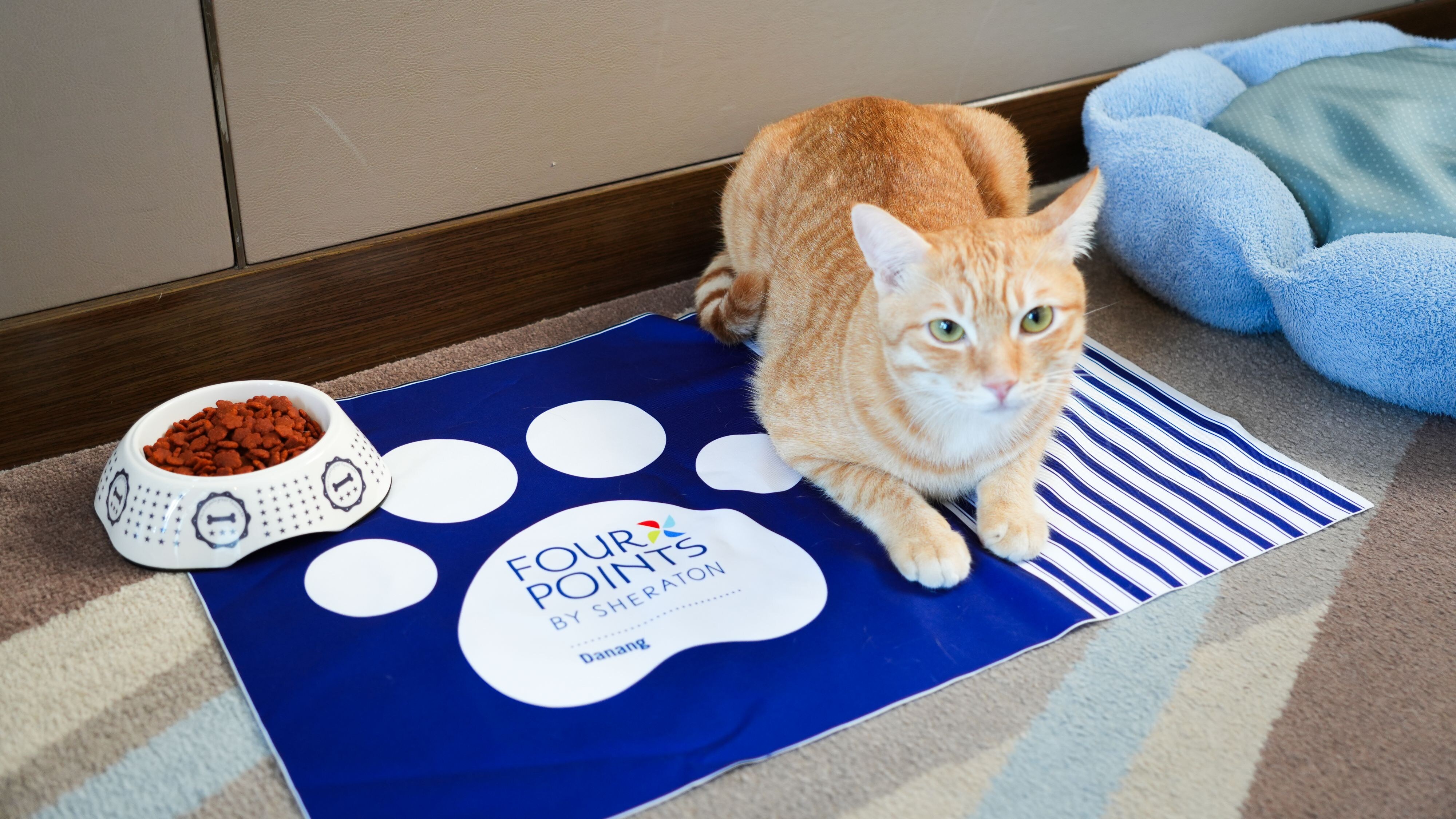 Petcation 2.0 in Danang