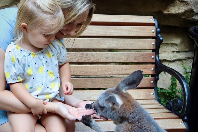 Animal Encounters Kangaroo