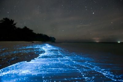 bioluminescence from glowing plankton in tide line on beach, with stars above, and ship lights on horizon