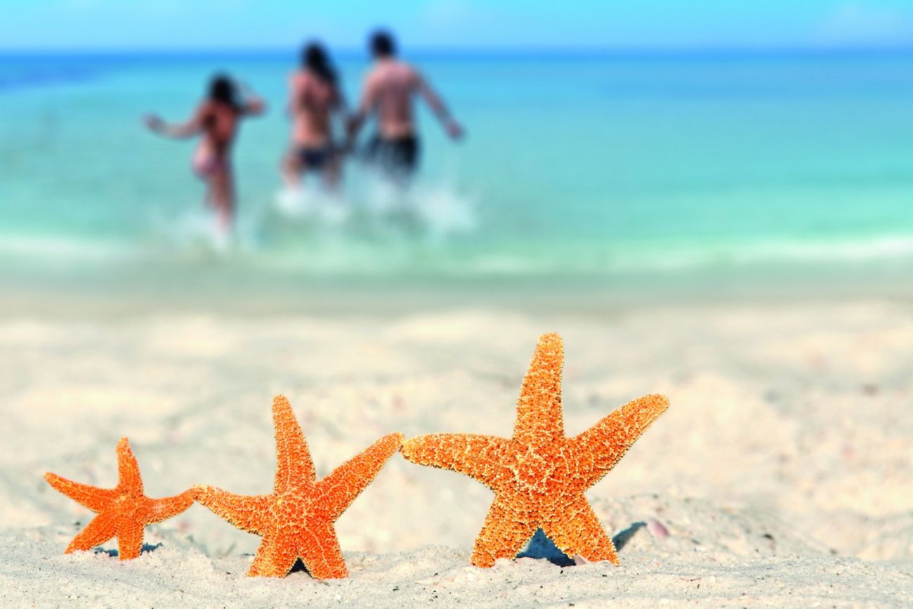 Three starfish propped upon white sand as a family of three wades into the ocean