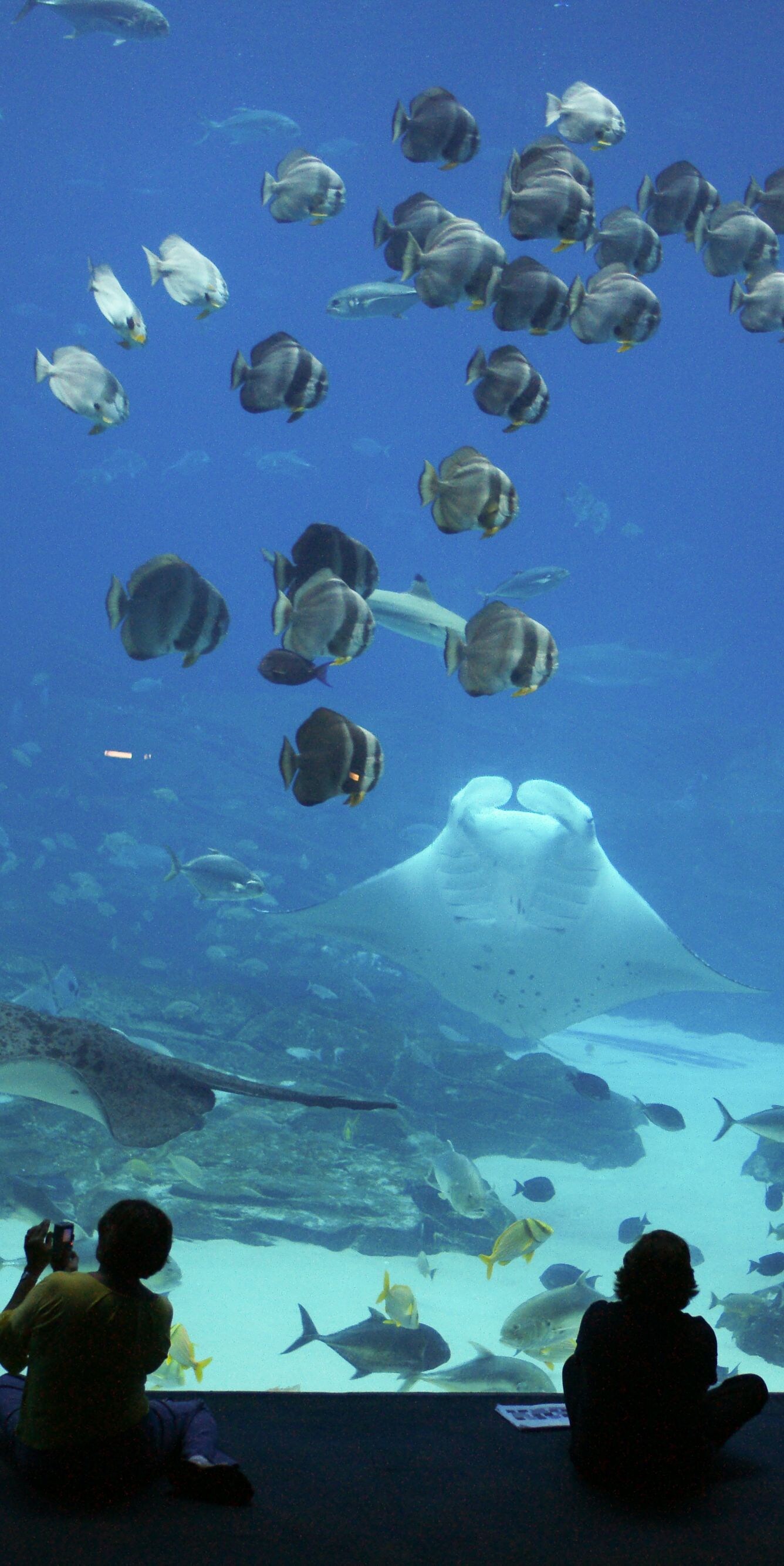 Georgia Aquarium