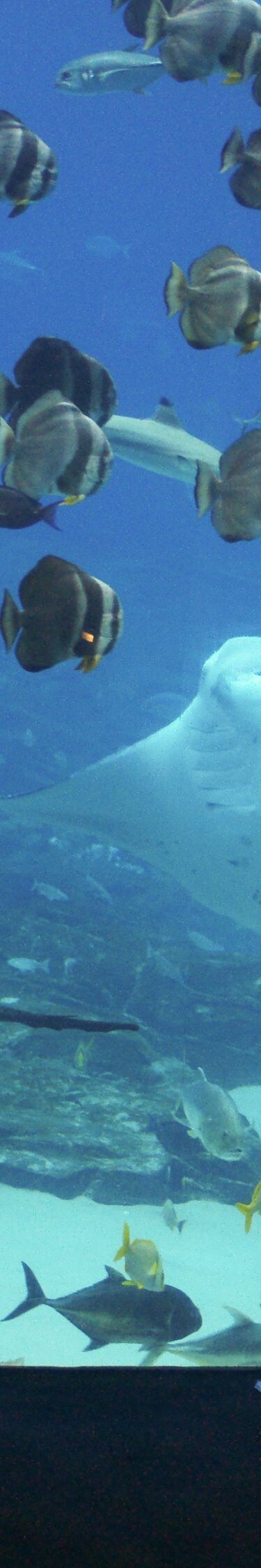 Georgia Aquarium