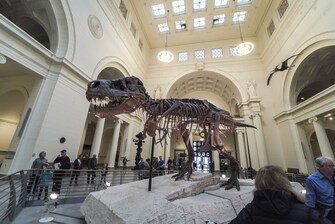 Dinosaur fossils on display in museum