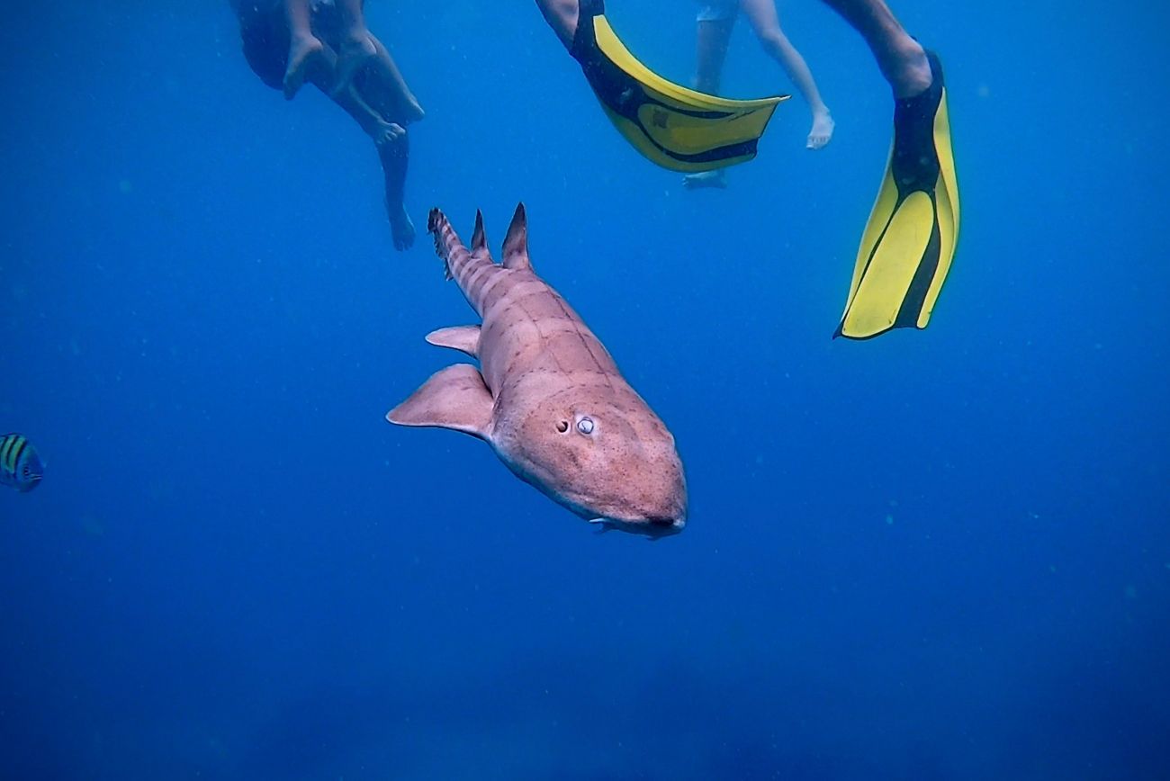 팡응아주의 대나무 상어