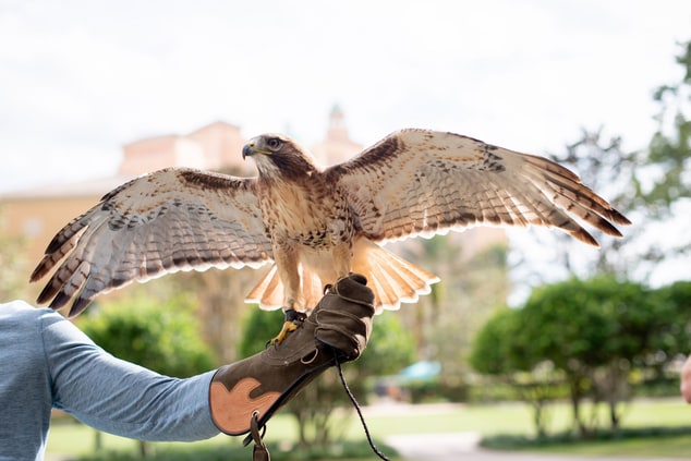 Falcon with wings outstretched perched on arm