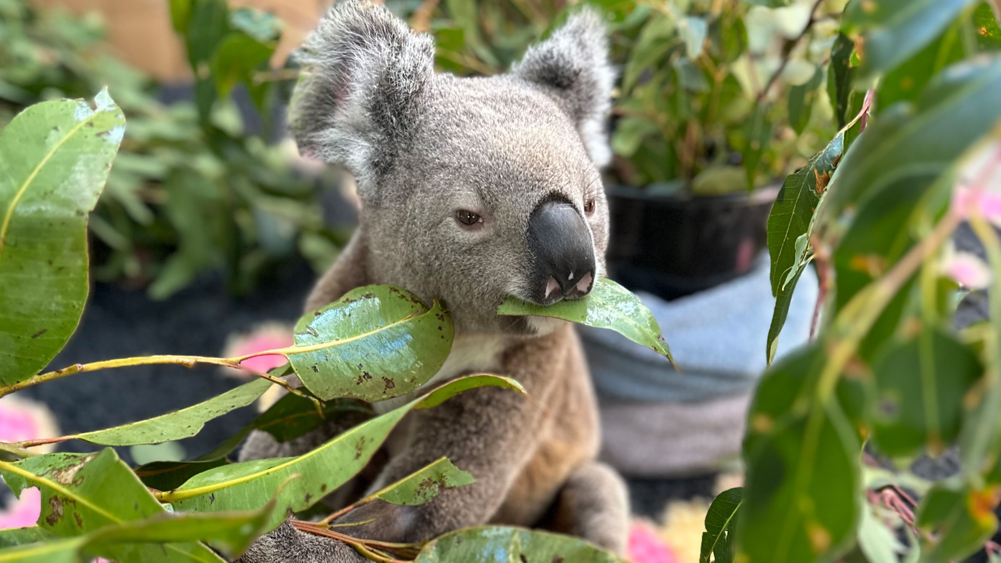 Currumbin Wildlife Hospital Behind The Scenes Tour and Stay Experience