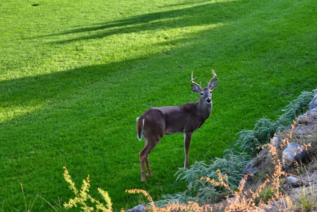 Deer on TPC Golf Course