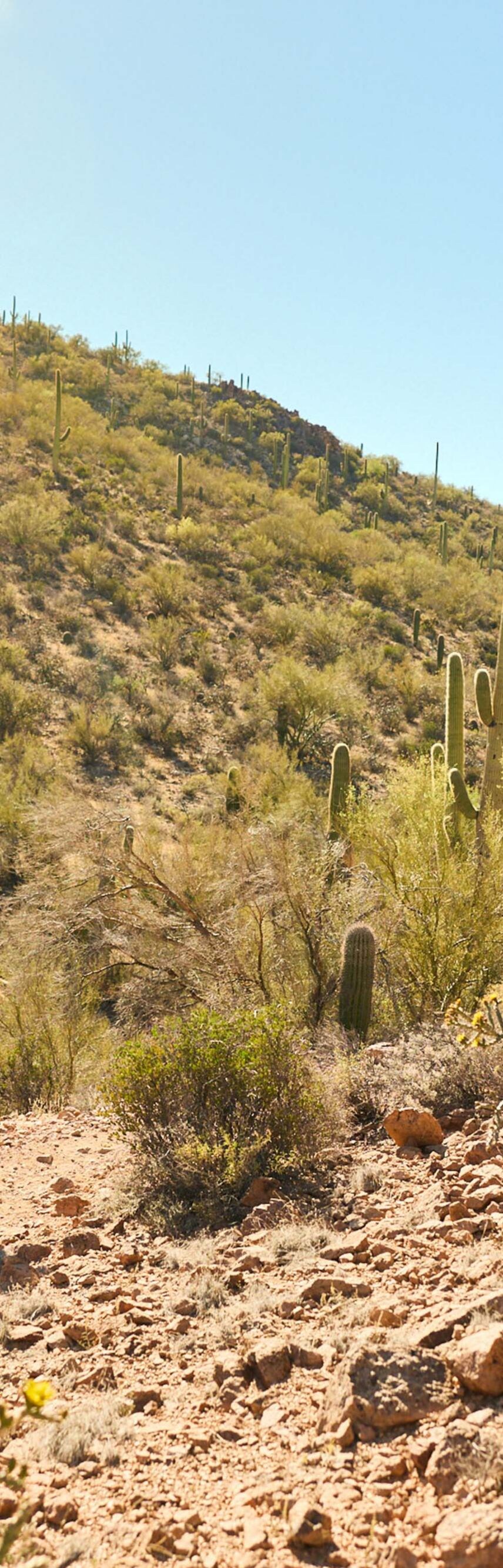Person on cactus-lined trail