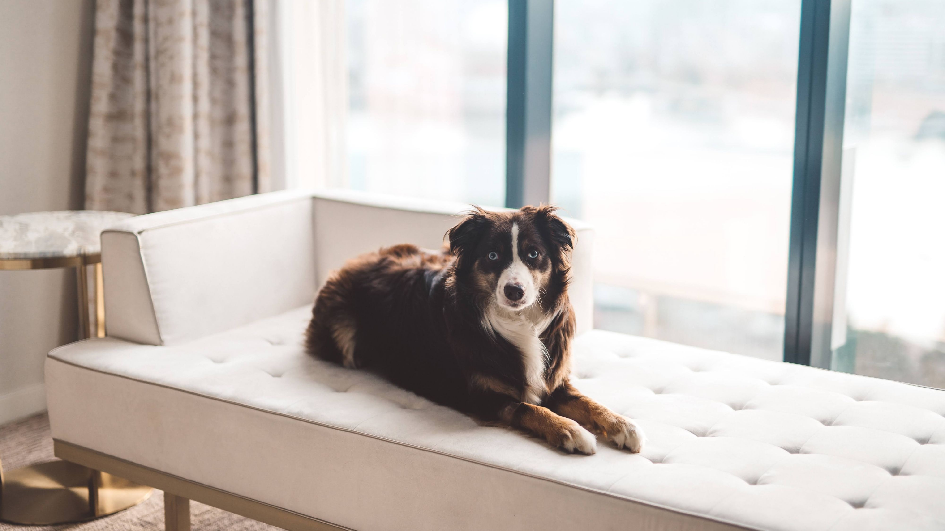 VIP (Very Important Pet) Package