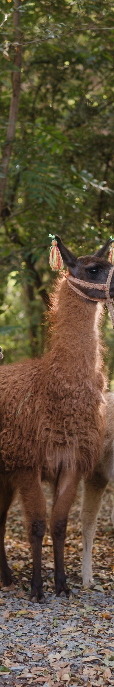 Guest walking with llamas