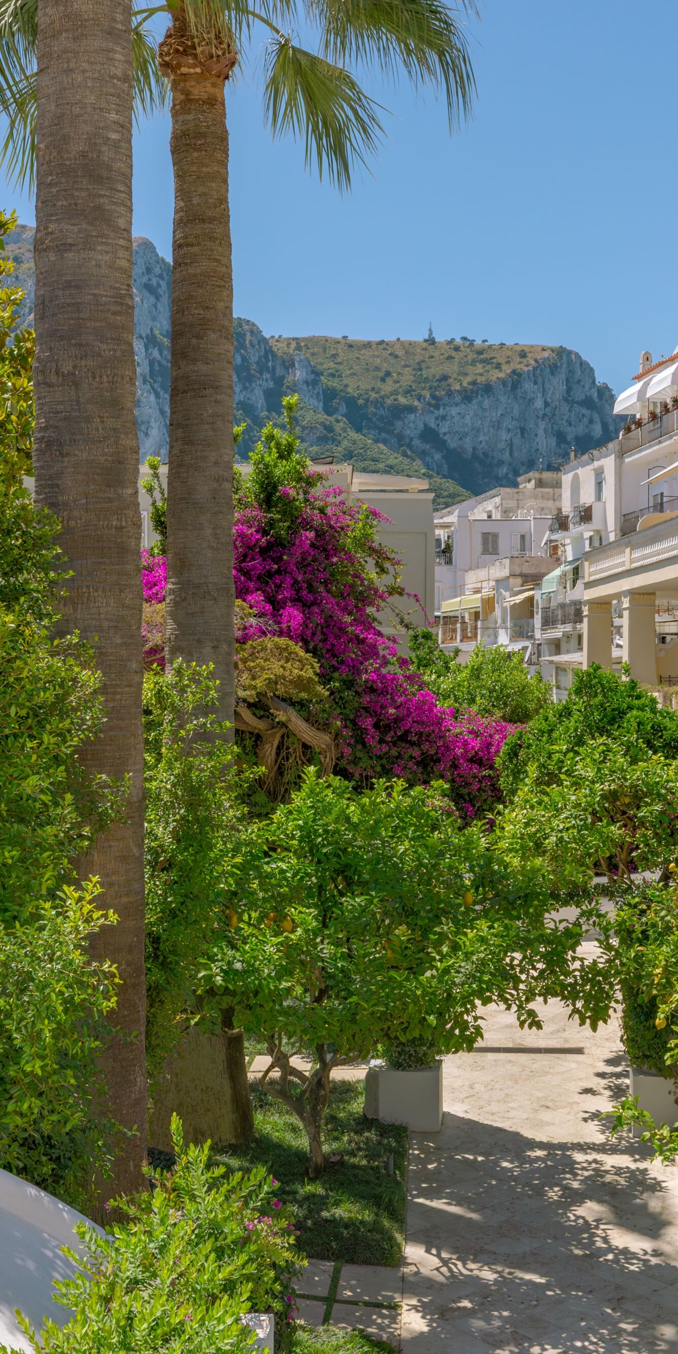 Lush garden pathway with palm trees and view