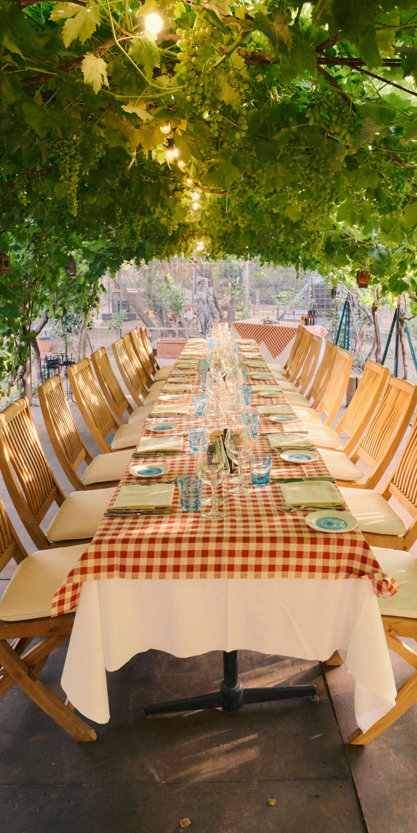Outdoor dining table beneath grapevines