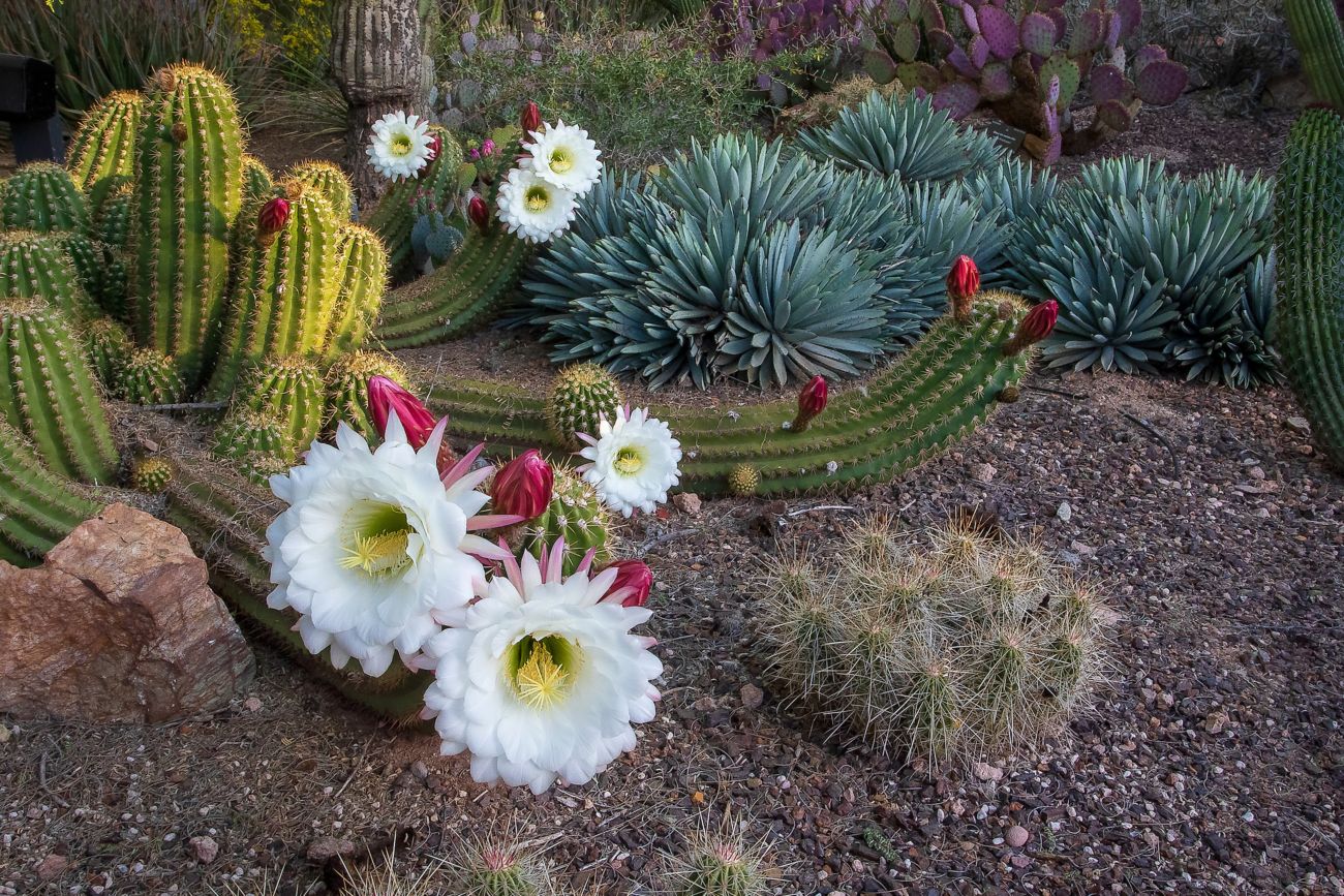 Desert Botanical Garden in Scottsdale