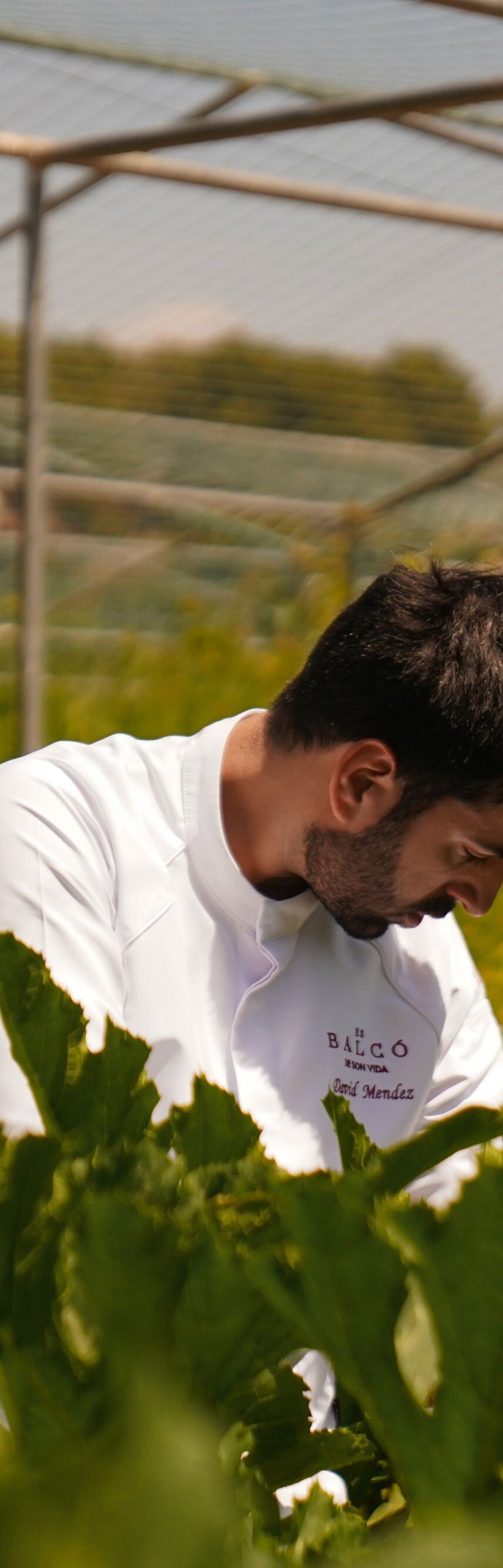 Chef cosechando productos frescos del jardín orgánico