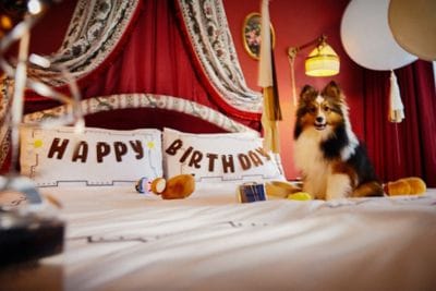 Dogs enjoying a findoor pet party at L’Escape