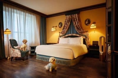 Dog in the room