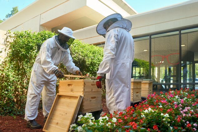2 beekeepers opening beehive box