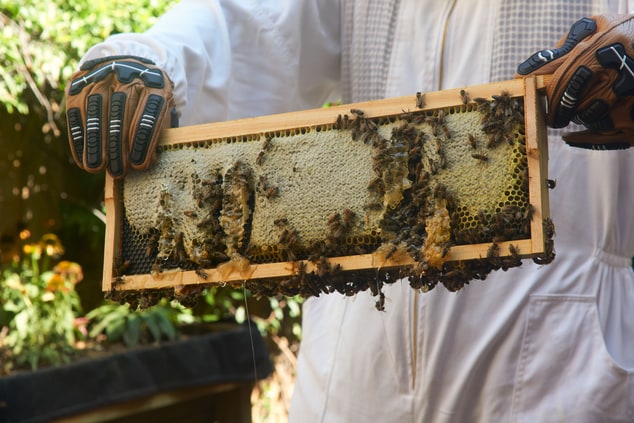honey bee wax and honey closeup on a hive