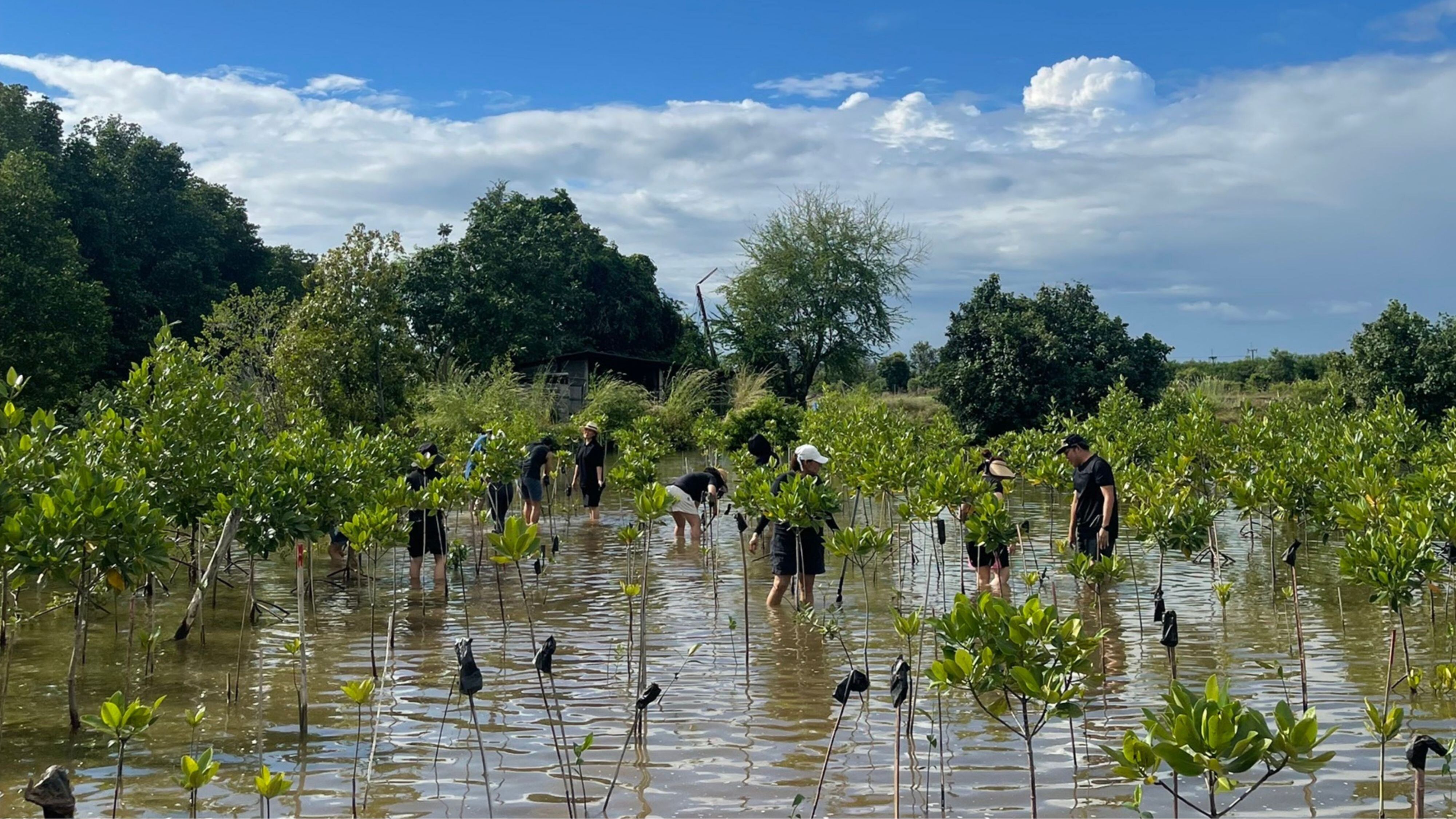 Half-day mangrove planting