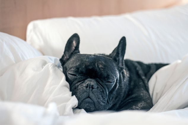 A dog sleeping on a hotel bed