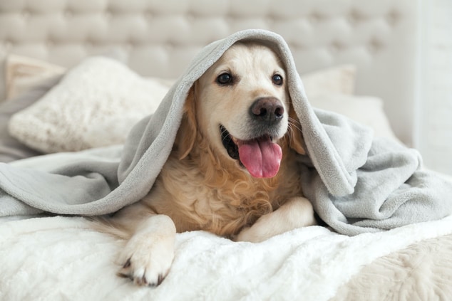 Dog underneath blanket on bed