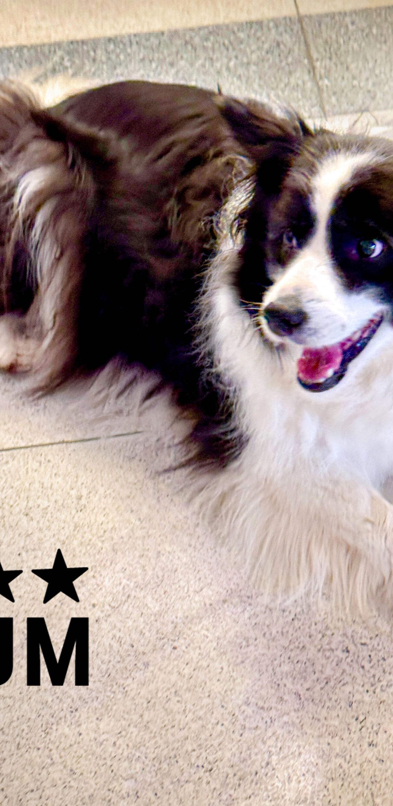 A dog is lying down on a floor with its mouth open