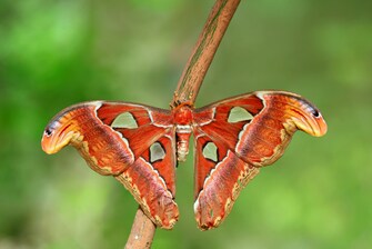 Schmetterlingsarten – Attacus atlas (Atlasspinner)