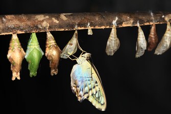 Zuchtbereich für Schmetterlinge im Sanctuary