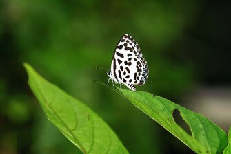 Schmetterlingsarten – Castalius rosimon