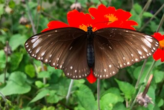 Schmetterlingsarten – Euploea core