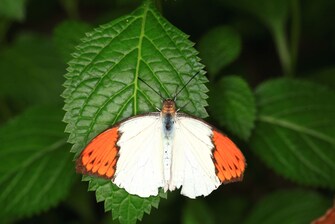 Schmetterlingsarten – Hebomoia glaucippe