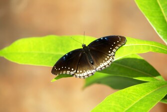 チョウの種類－リュウキュウムラサキ