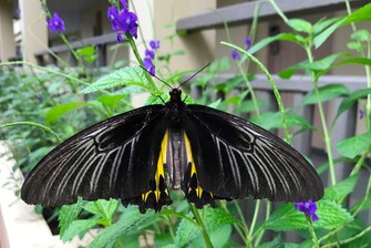 Schmetterlingsarten – Troides helena