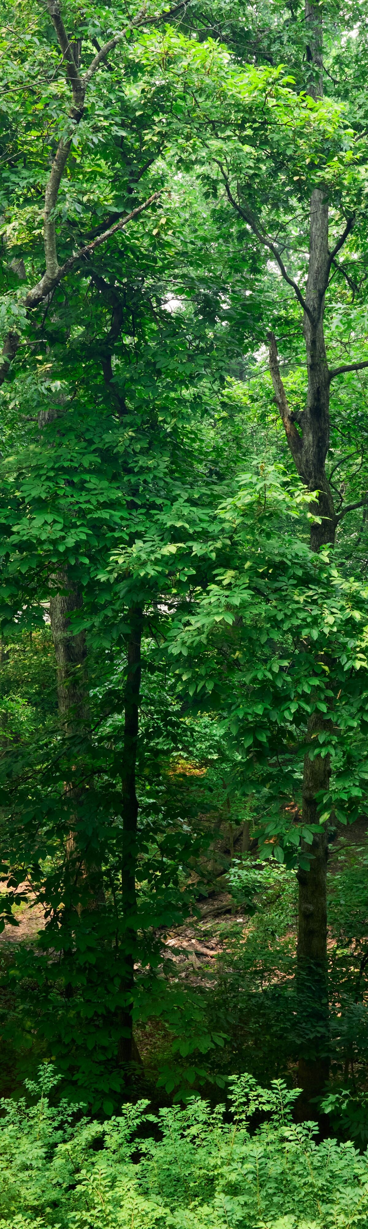 Nature Views