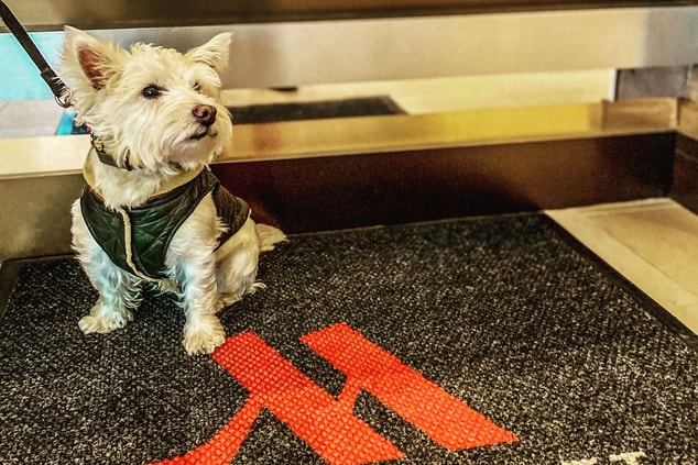 small white dog sitting at Marriott welcome mat