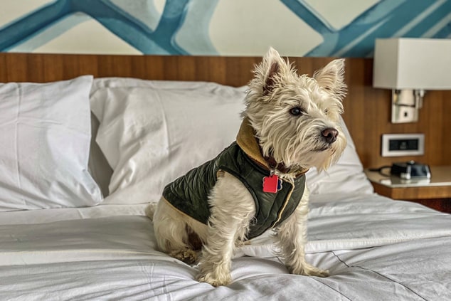 small white dog with a vest sitting on the bed
